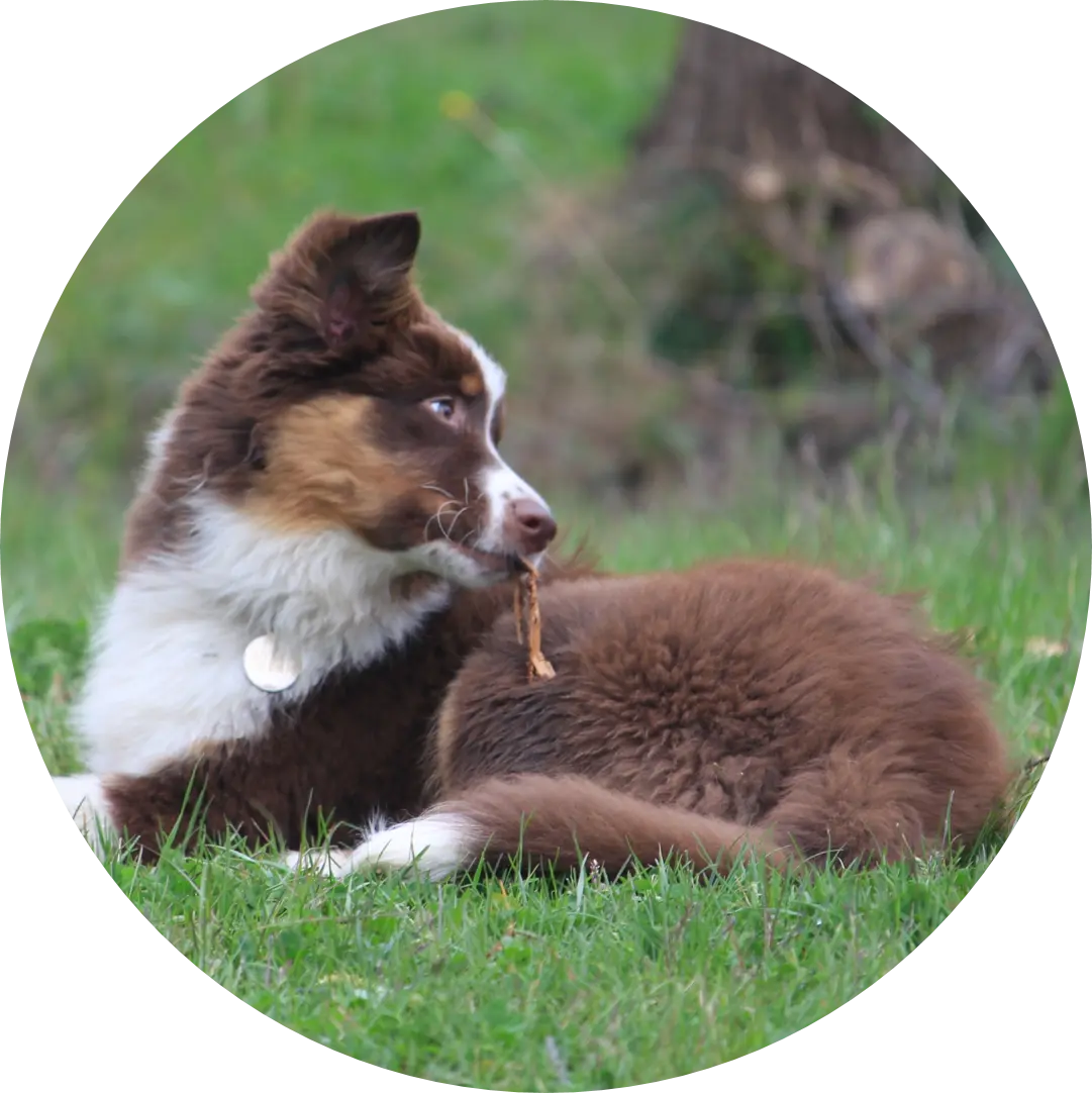 Cours chiot | Académie Canine des Volcans