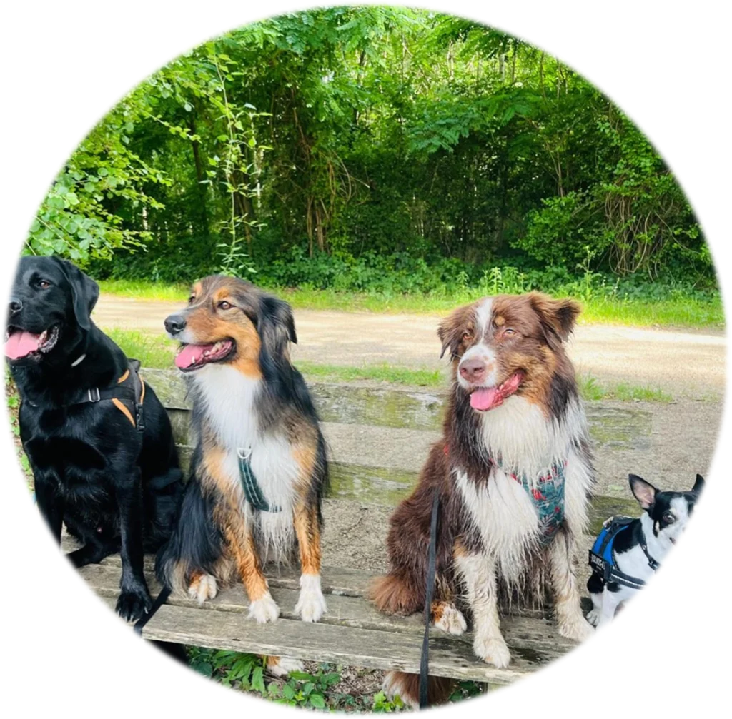 Cours canin collectif | Académie Canine des Volcans