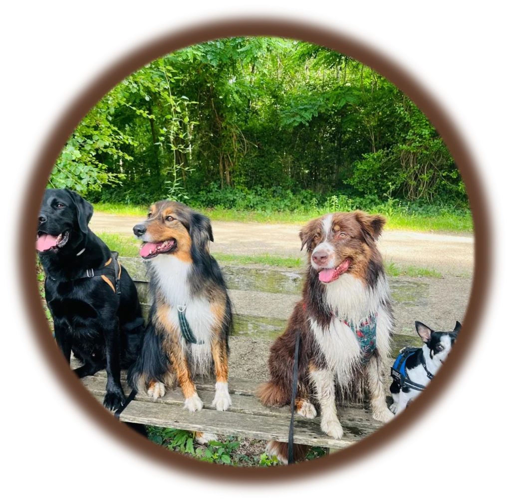Cours collectif canin | Académie Canine des Volcans