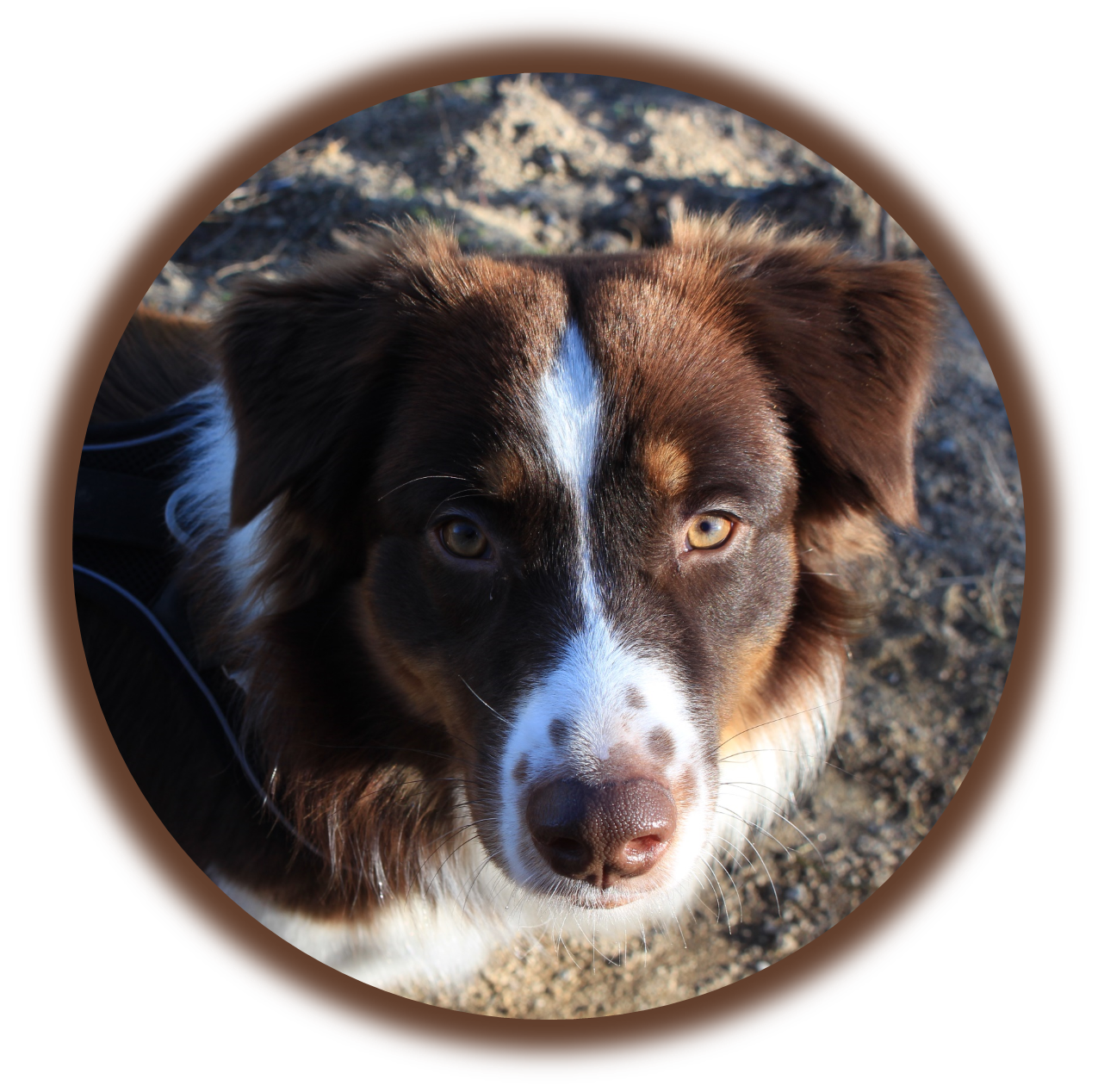 À propos de l'Académie Canine des Volcans