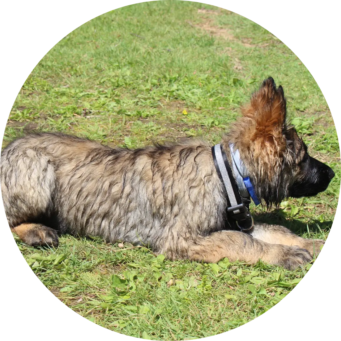 Rééducation et éducation canine | Académie Canine des Volcans