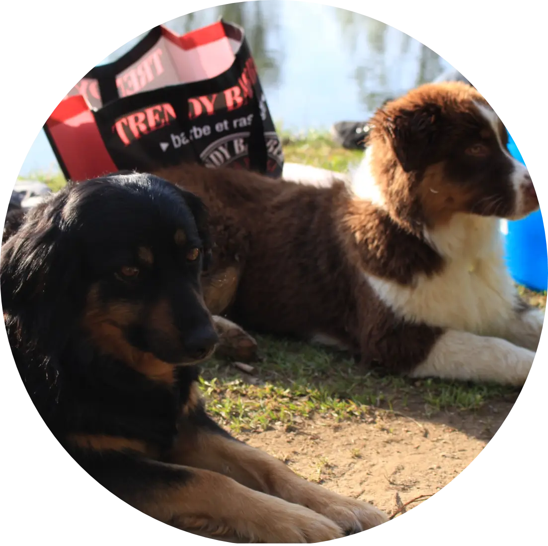 Tarif cours canin | Académie Canine des Volcans