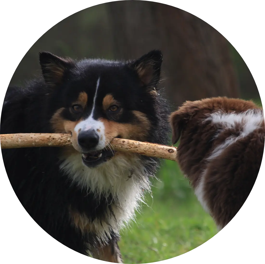 Tarif cours collectif canin | Académie Canine des Volcans