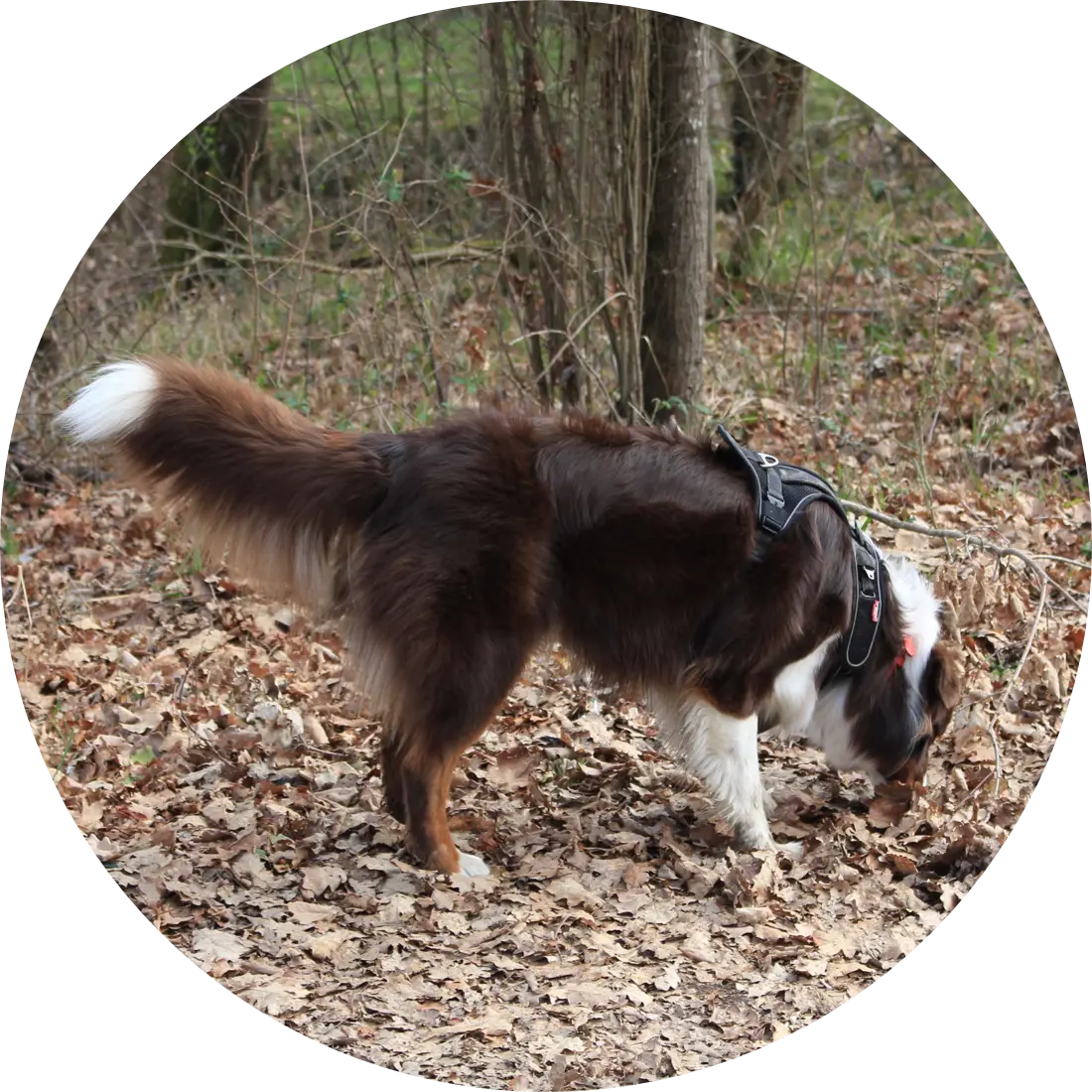 Tarif pistage | Académie Canine des Volcans