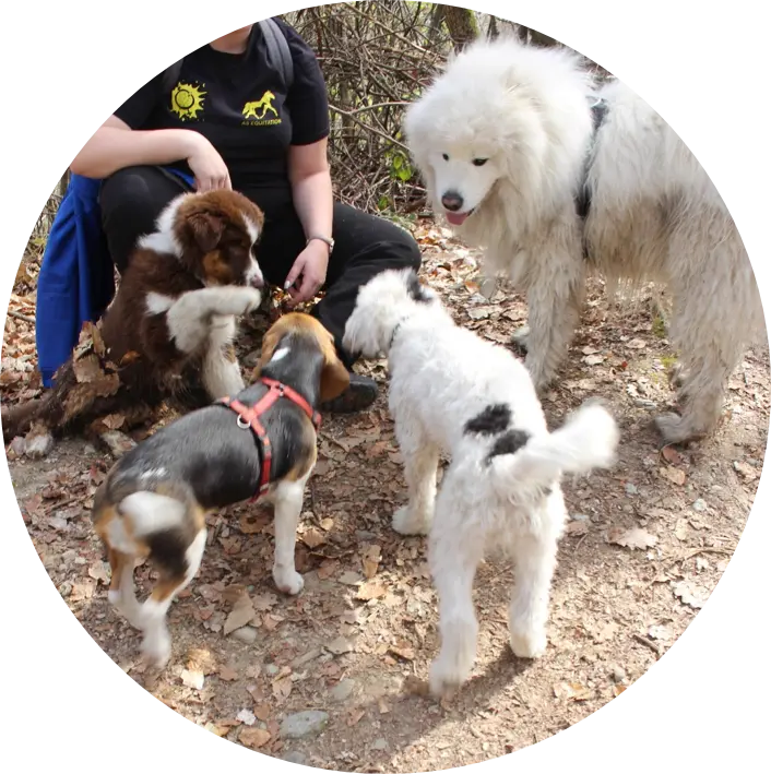 Tarif balade canine collective | Académie Canine des Volcans