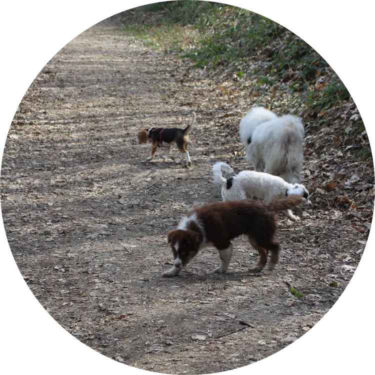 Prix balade canine | Académie Canine des Volcans