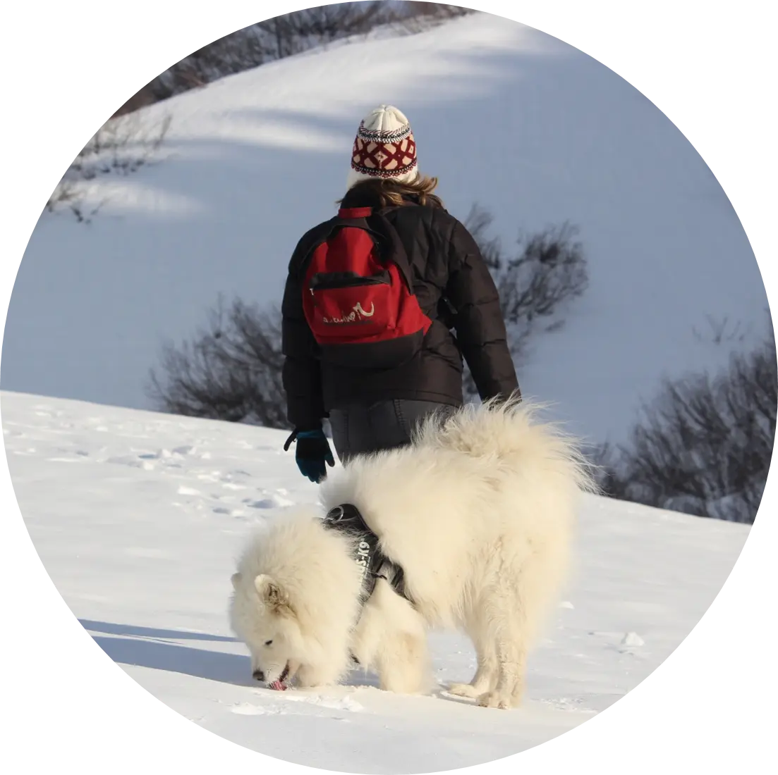 Tarif balade canine | Académie Canine des Volcans