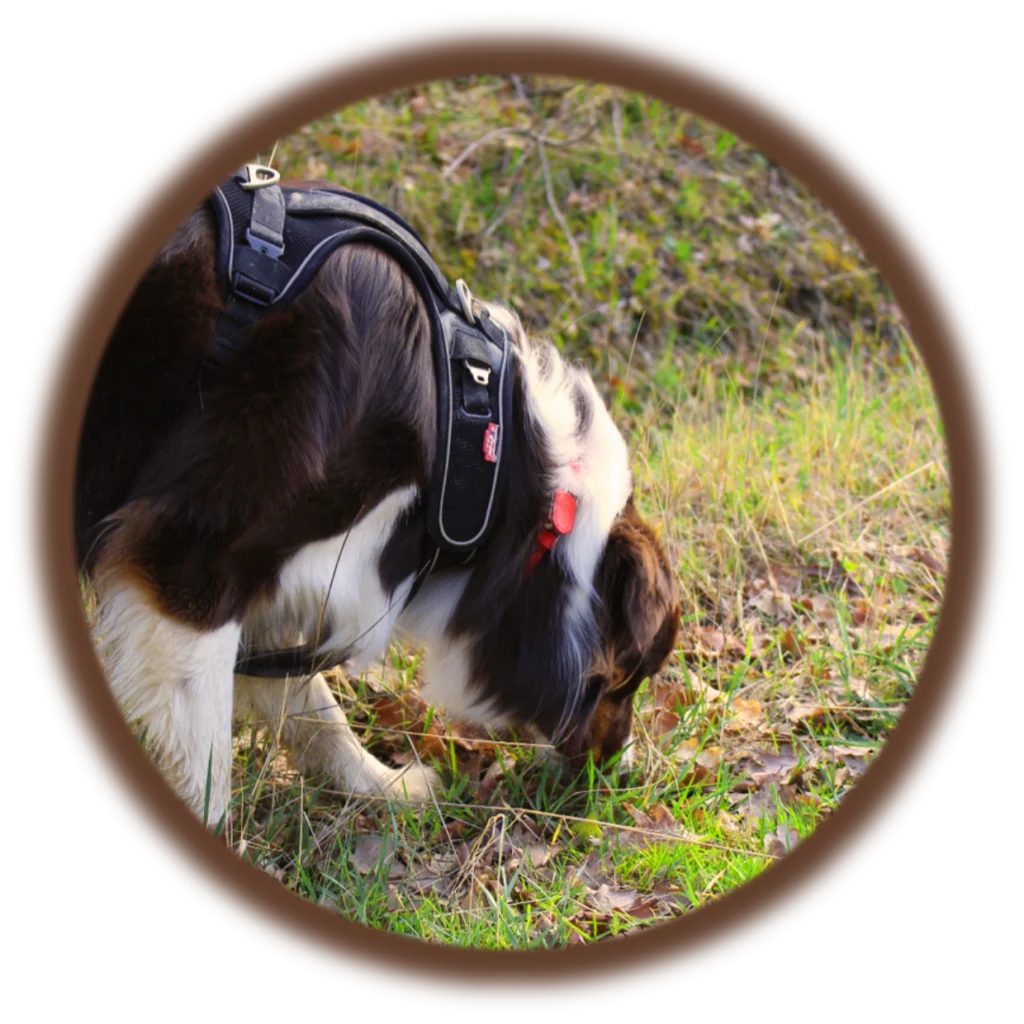 Nosework | Académie Canine des Volcans