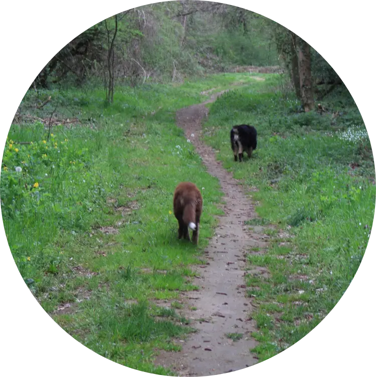 Sortie collective canine | Académie Canine des Volcans