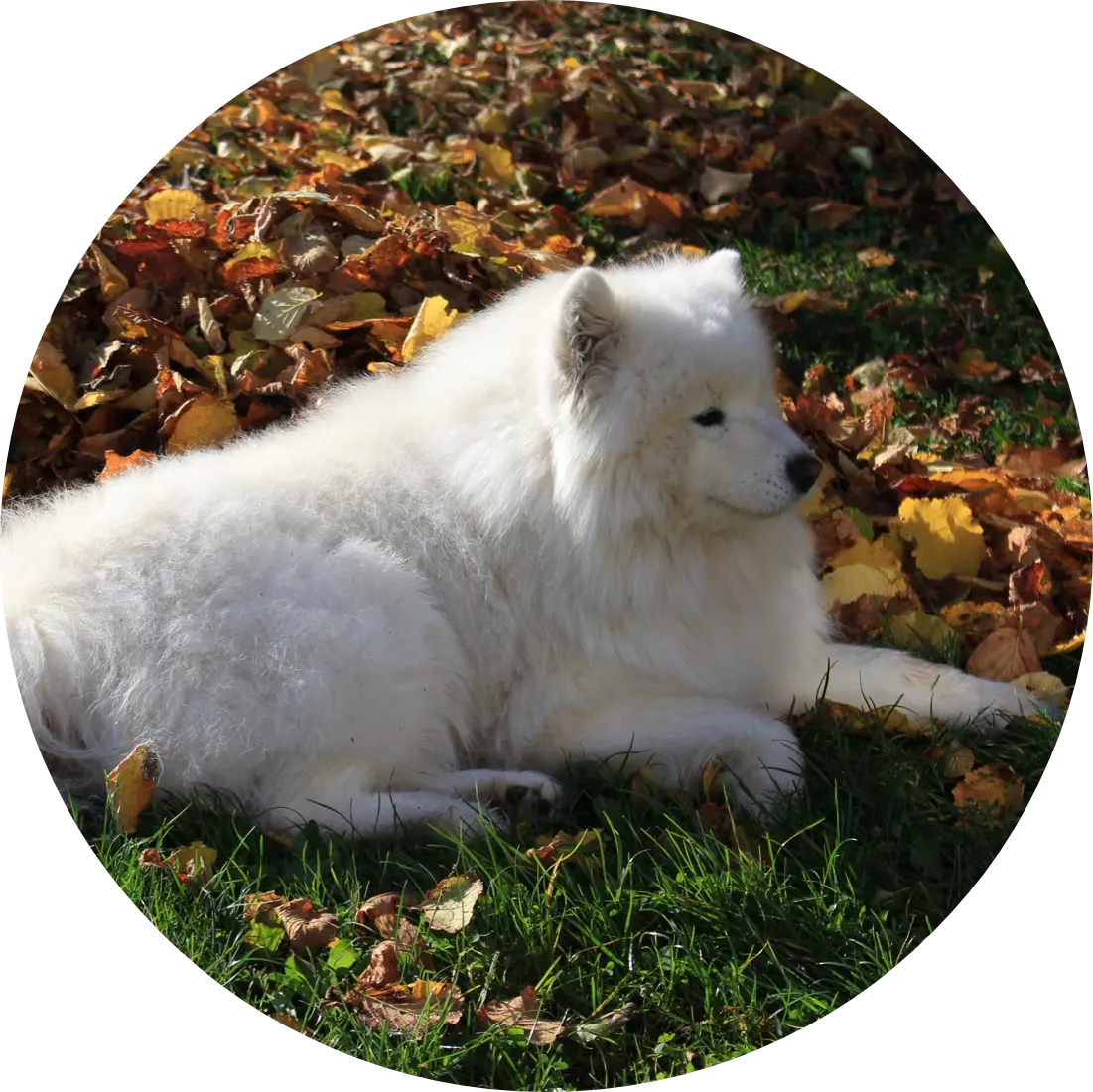 Prix bilan comportemental | Académie Canine des Volcans