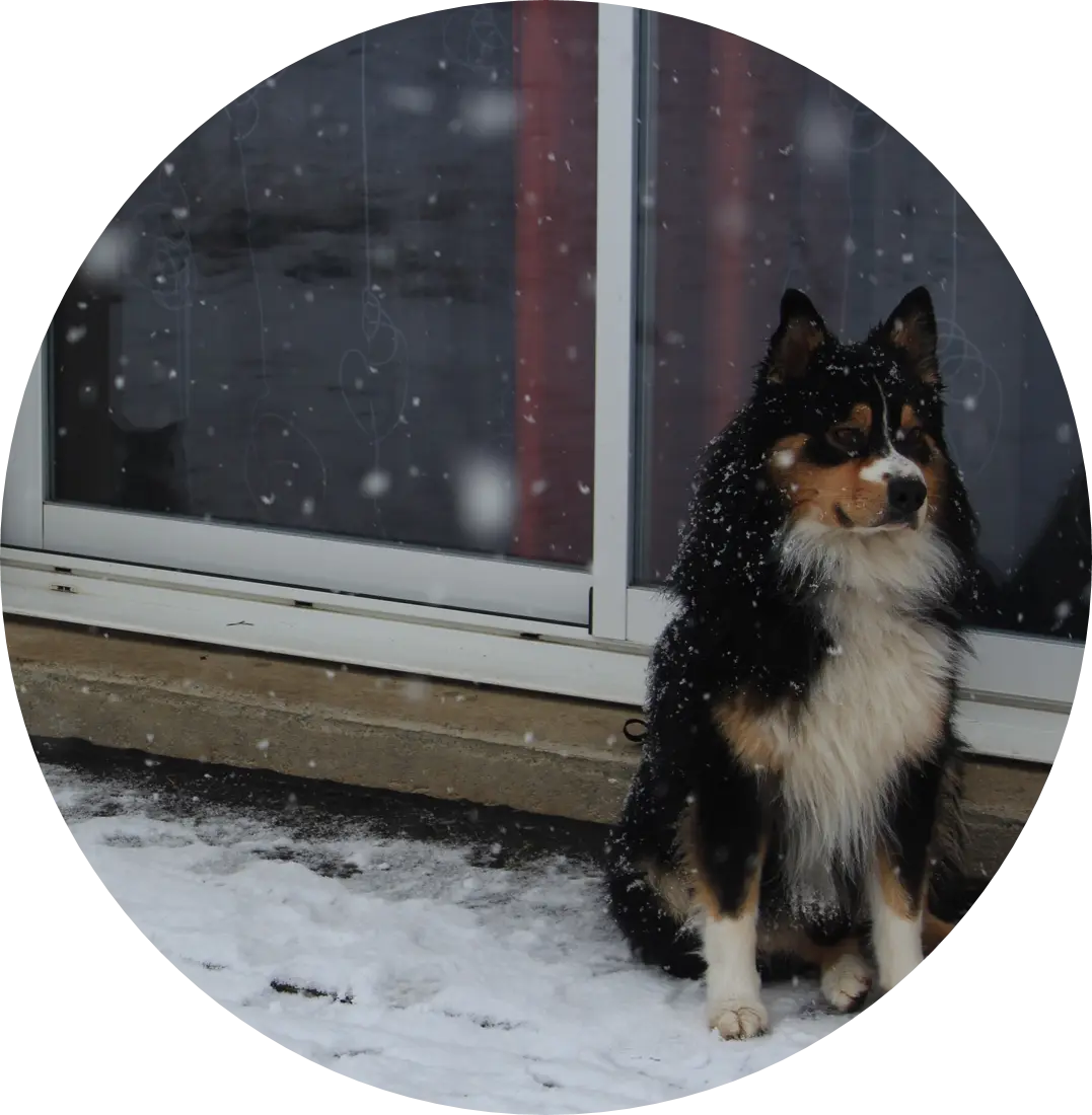 Conseils d'adoption canine | Académie Canine des Volcans
