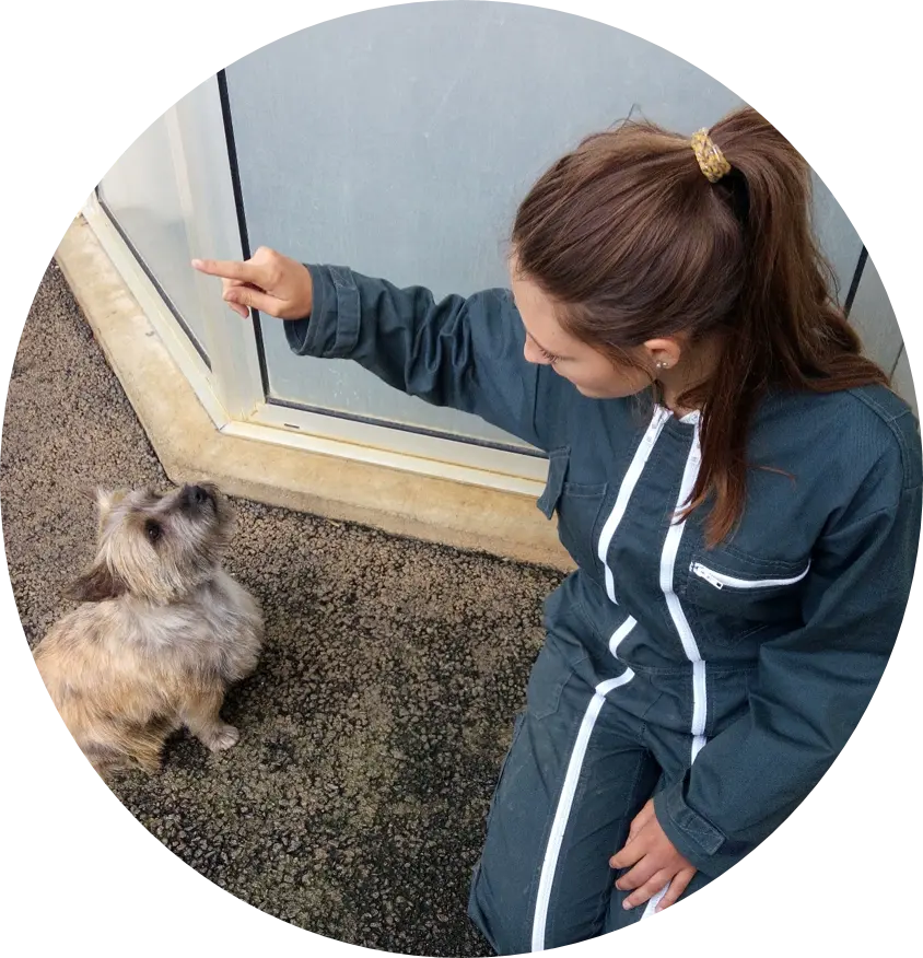 Tarif cours d'éducation canine | Académie Canine des Volcans