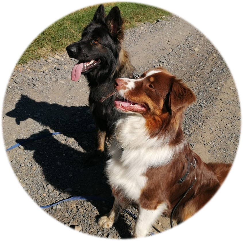 Cours d'éducation canine | Académie Canine des Volcans