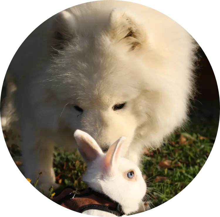 Adopter un chien | Académie Canine des Volcans