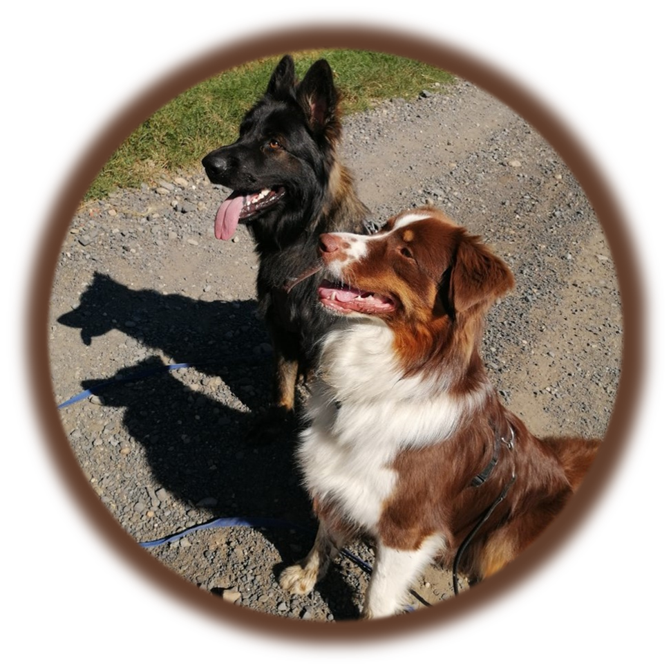 Cours de rééducation canine | Académie Canine des Volcans