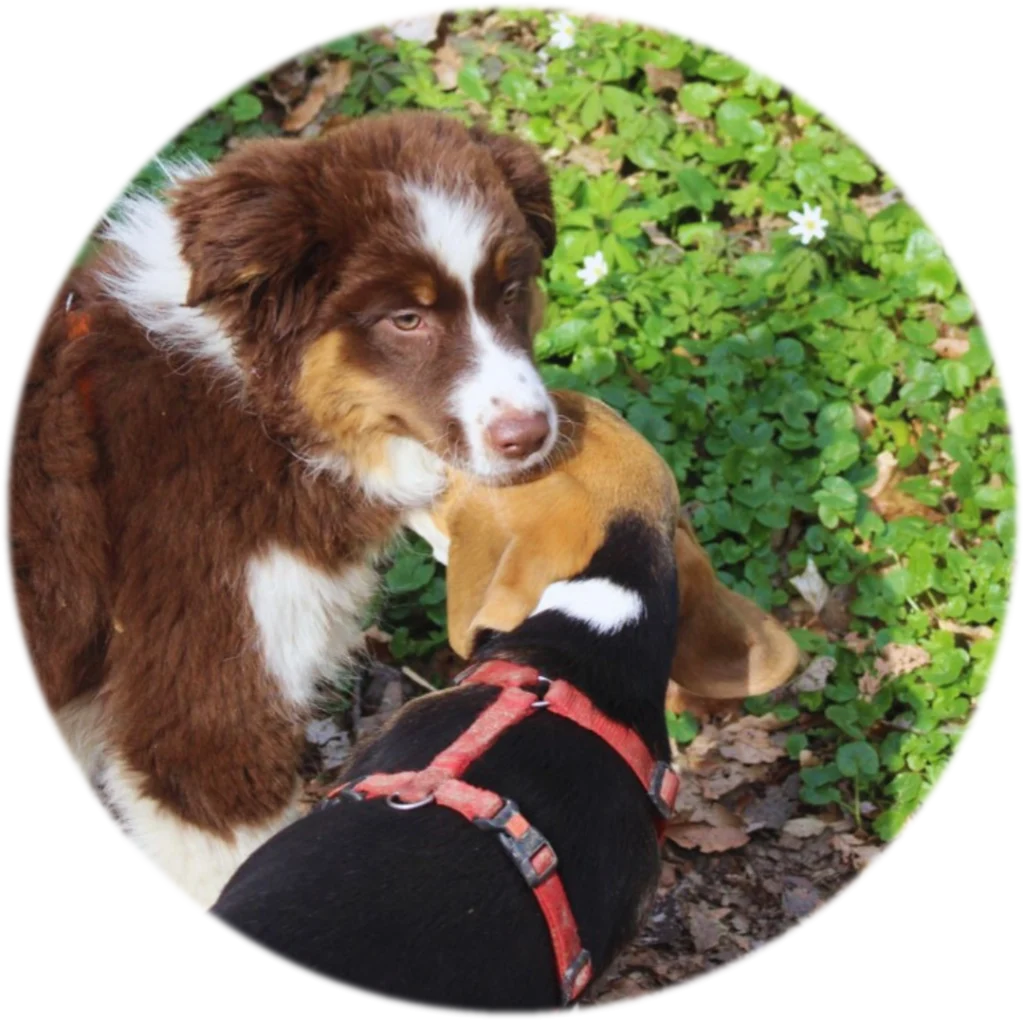 Classe puppy | Académie Canine des Volcans