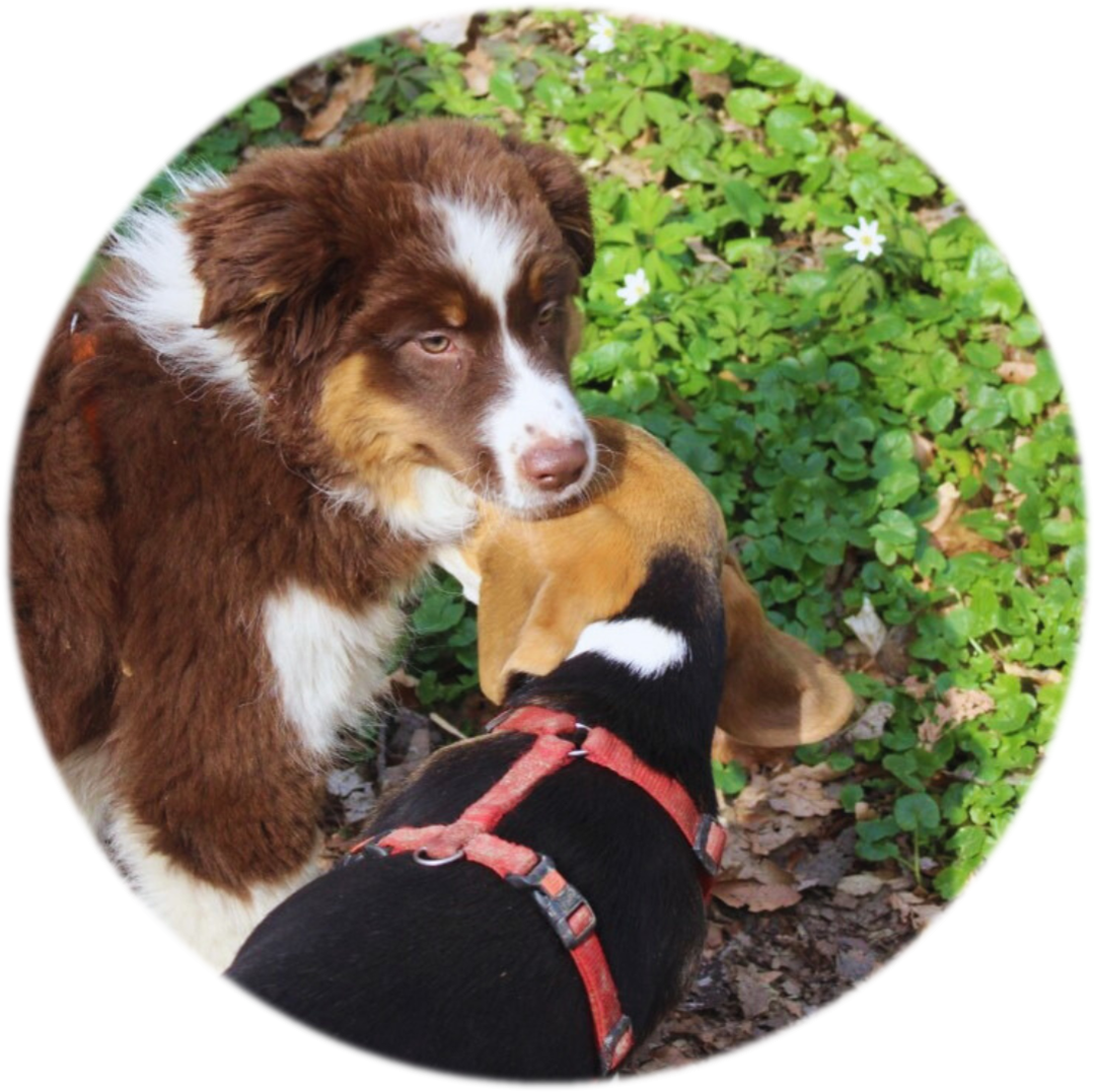 Classe puppy | Académie Canine des Volcans