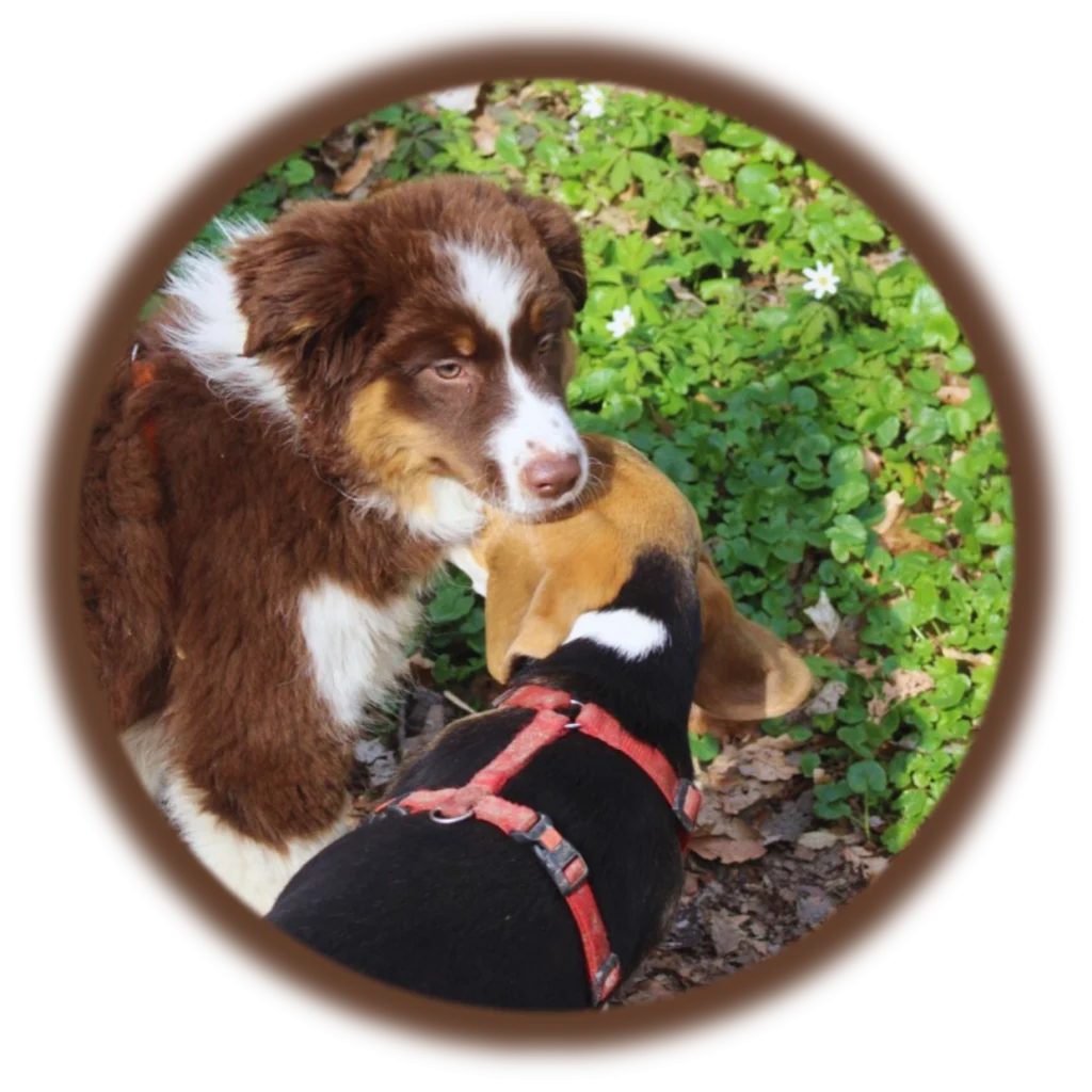 École du chiot | Académie Canine des Volcans