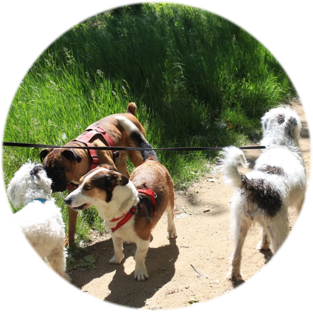 Balade canine | Académie Canine des Volcans