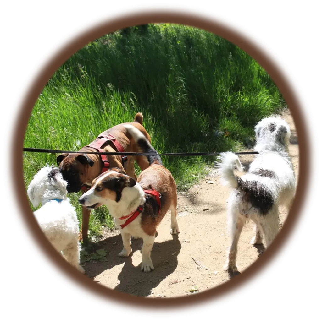 Balade collective canine | Académie Canine des Volcans