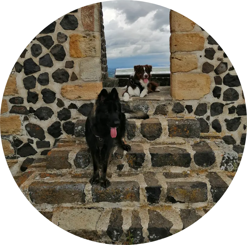 Éducation canine | Académie Canine des Volcans