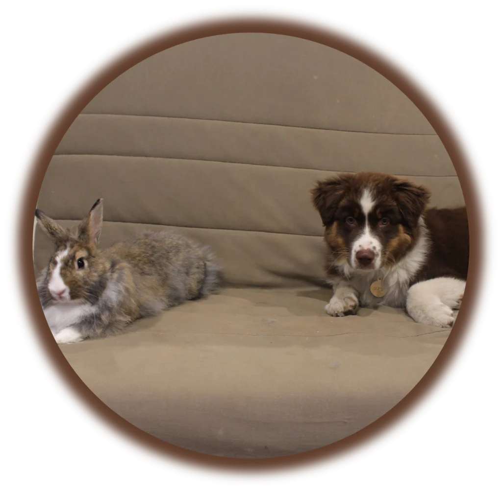 Conseils avant adoption d'un chien | Académie Canine des Volcans