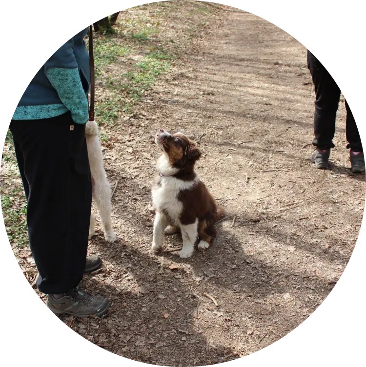 Conseils avant adoption d'un chiot | Académie Canine des Volcans