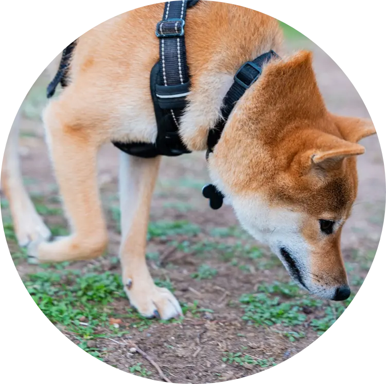 Tarif nosework | Académie Canine des Volcans