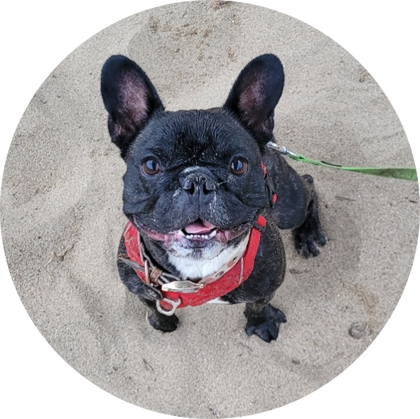 Tarif bilan comportemental canin | Académie Canine des Volcans