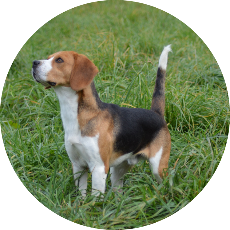Bilan comportemental canin | Académie Canine des Volcans