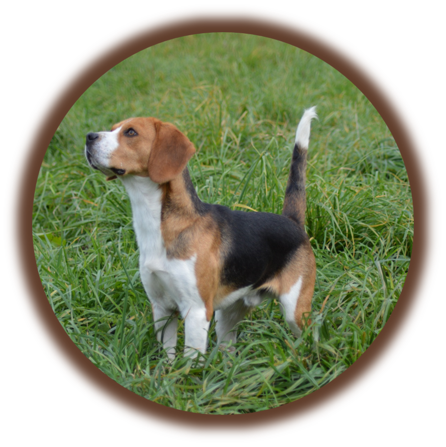 Bilan comportemental | Académie Canine des Volcans