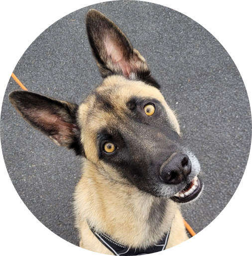 Tarif bilan comportemental | Académie Canine des Volcans