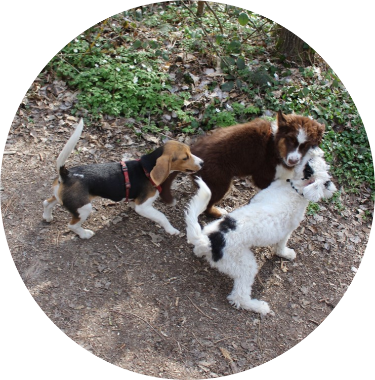 Classe chiot | Académie Canine des Volcans