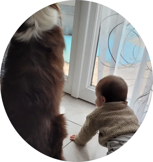 Prévention morsure auprès des petits | Académie Canine des Volcans