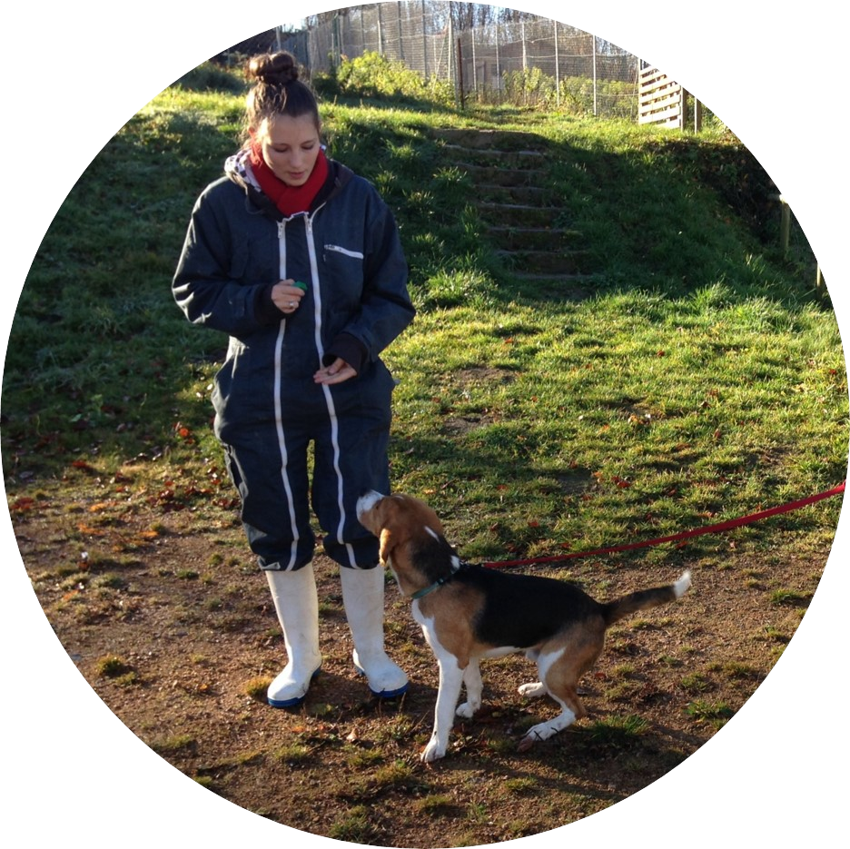 Rééducation canine | Académie Canine des Volcans