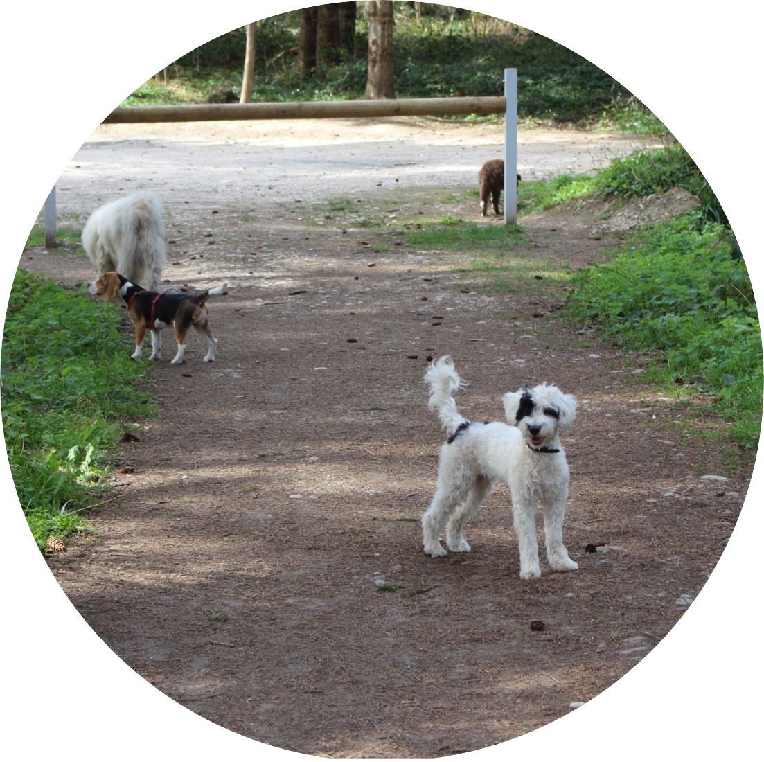 Balade chiot | Académie Canine des Volcans