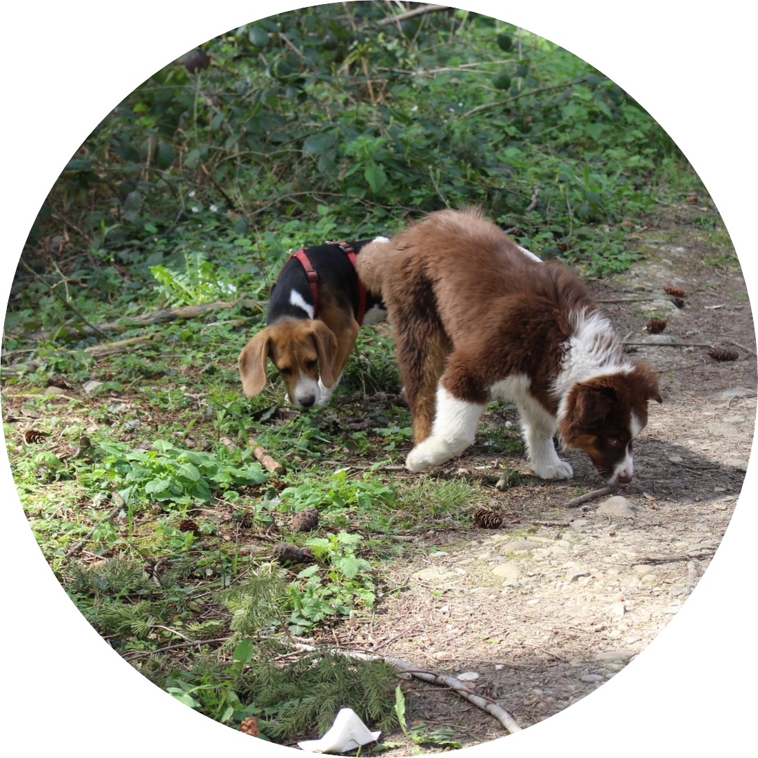 Chiot de l'Académie Canine des Volcans